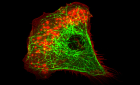 Division Of Cells