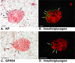 Pancreatic Alpha Cells