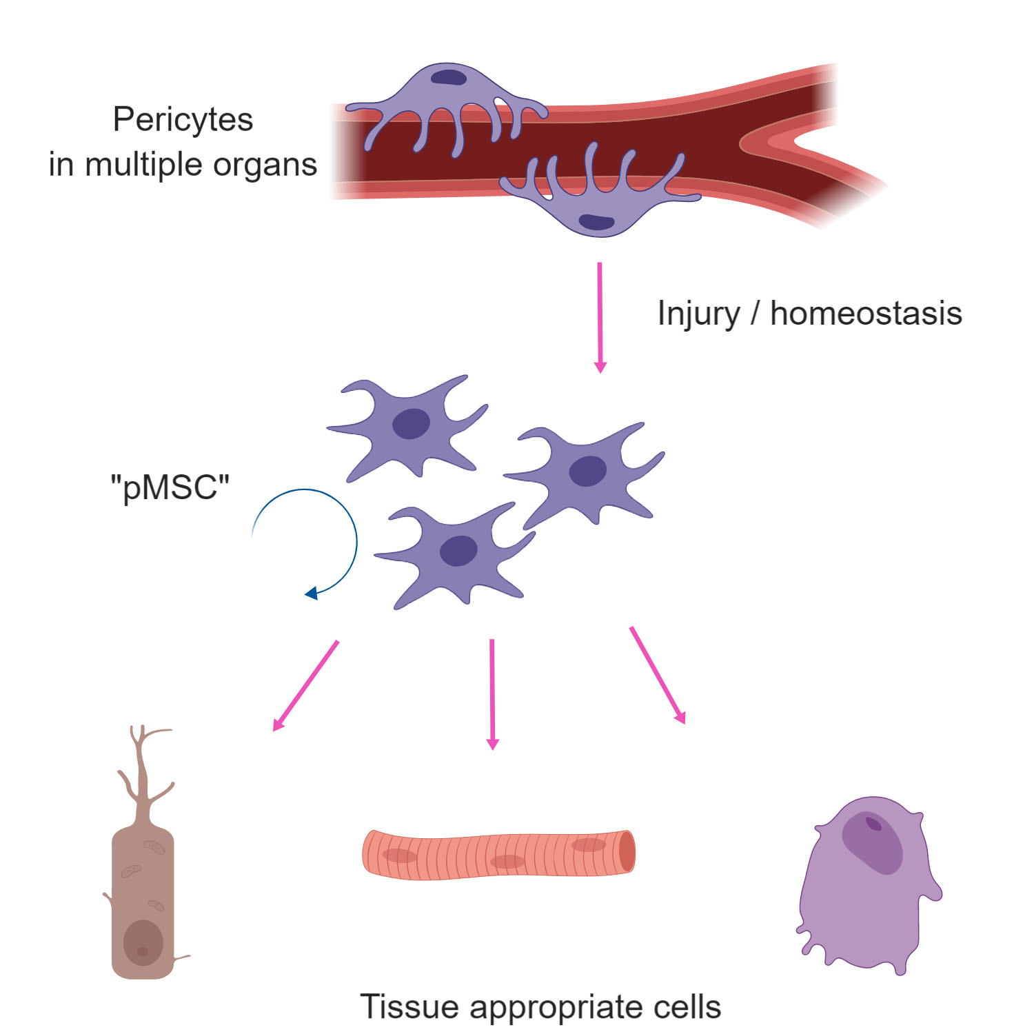 Perivascular Derived Mesenchymal Stem Cells