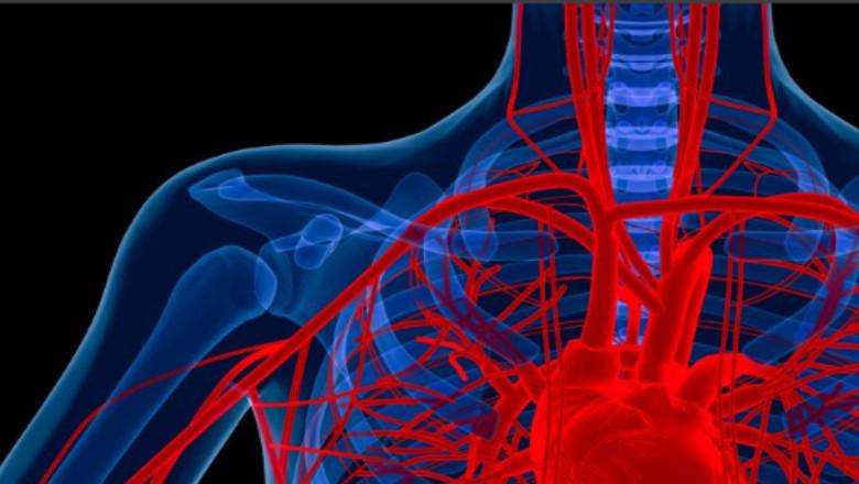 cause-of-hardening-of-the-arteries-and-potential-treatment-identified