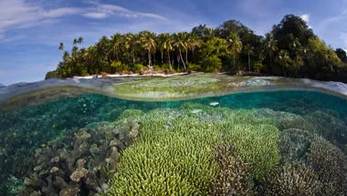 Indo-pacific reefs