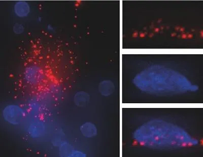 From the Spillane Lab: Primary naïve B cells (blue) acquiring antigens (red) from primary follicular dendritic cells, which work as part of the immune system