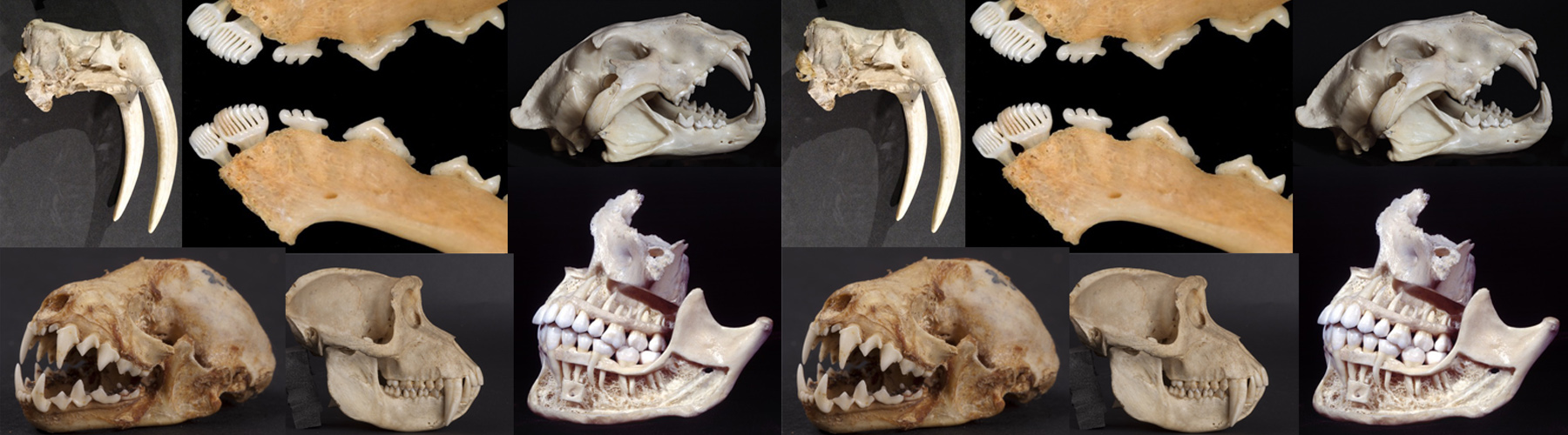 whose-gnashers-the-form-and-function-of-mammalian-teeth-feature-from