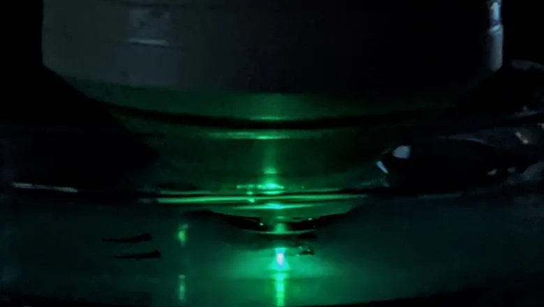 Zebrafish being analysed under a microscope