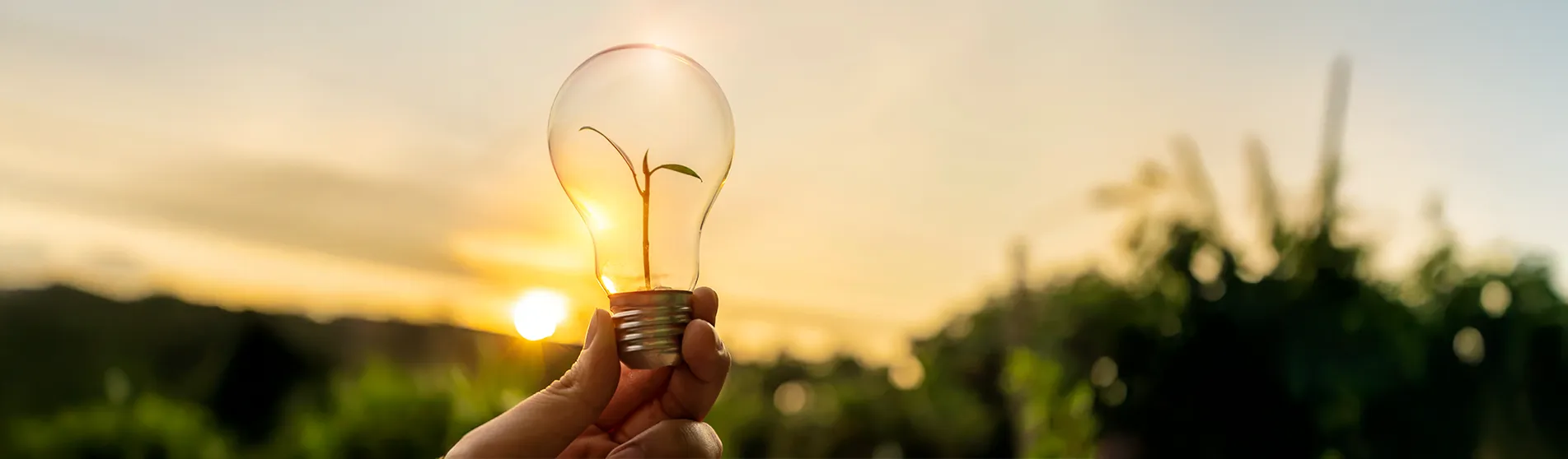 A hand holding a lightbulb in a green field as the sun sets