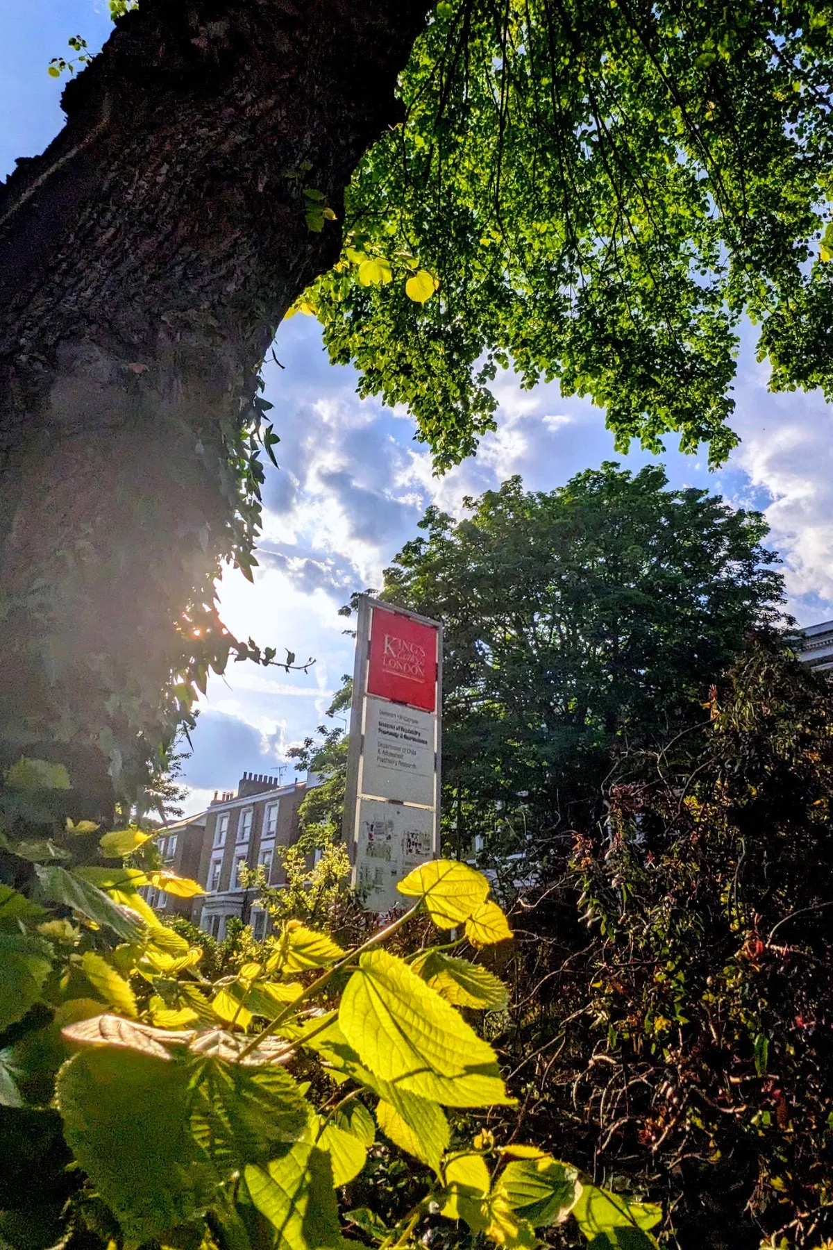 A King's College London sign surrounded by greenery on a sunny day.