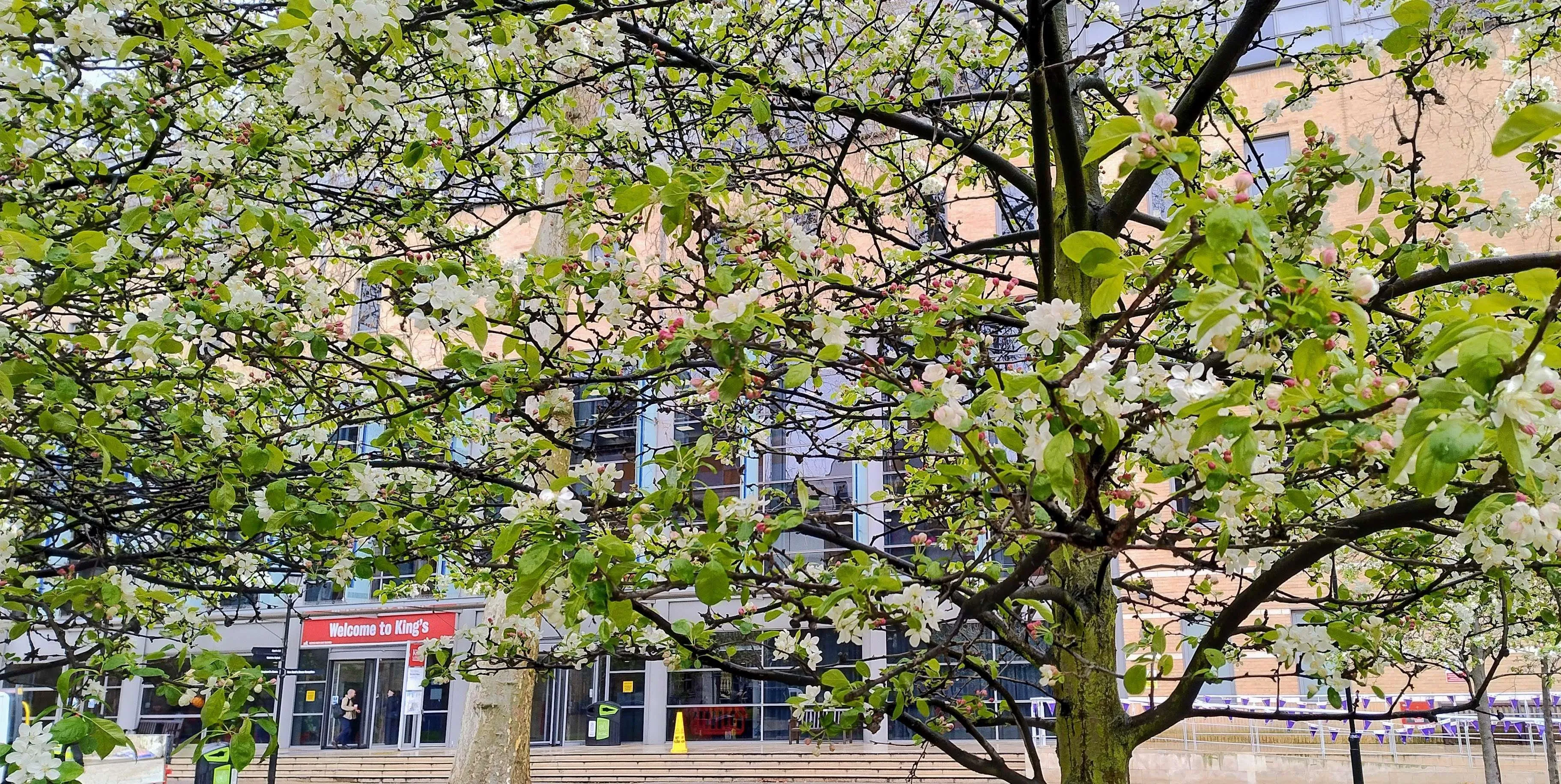 A building on King's College London's Guy's Campus hidden behind blossoming trees.