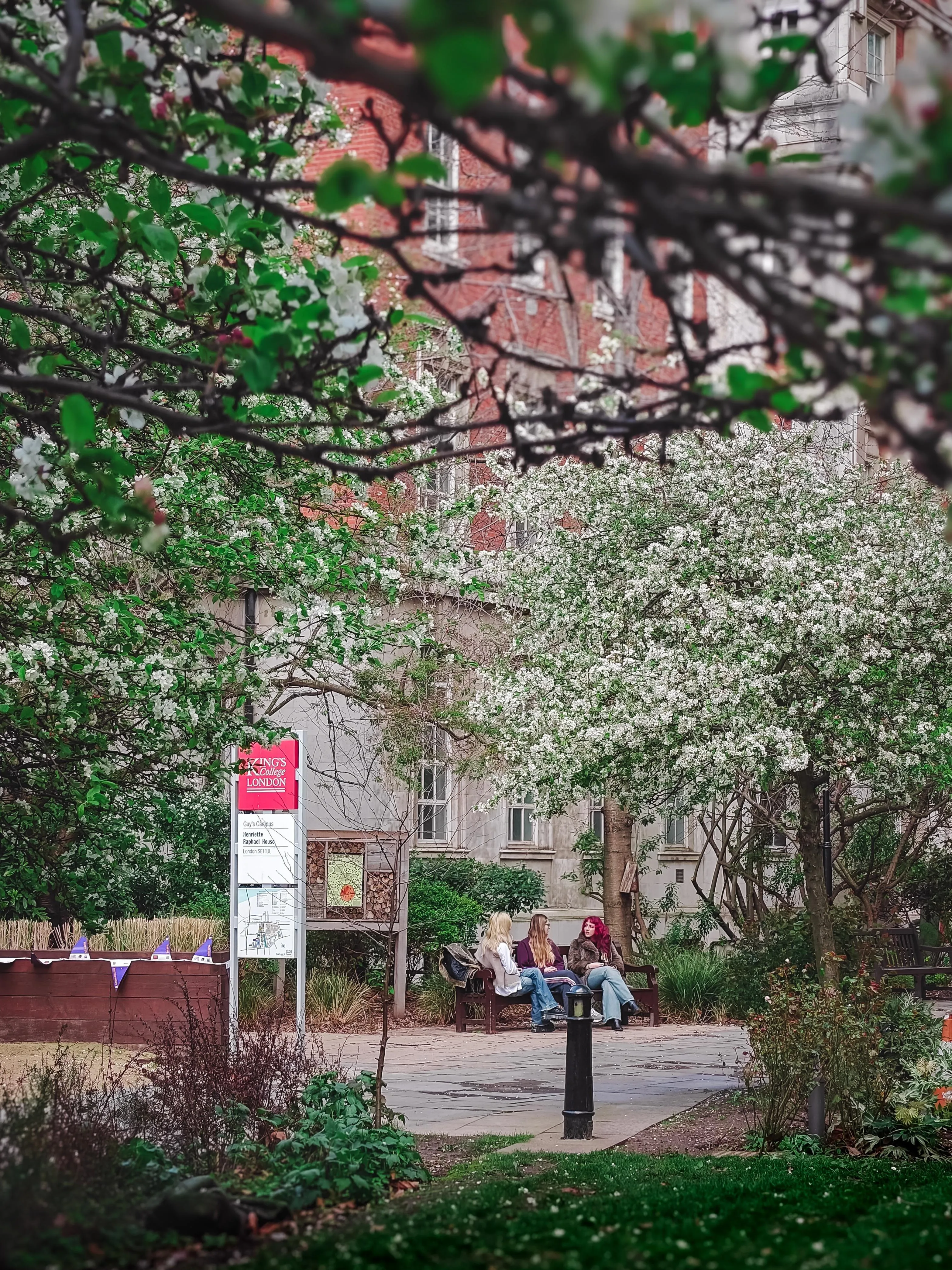 King's College London students sit on a bench in front of a building on Guy's Campus, they are framed by blossoming trees.