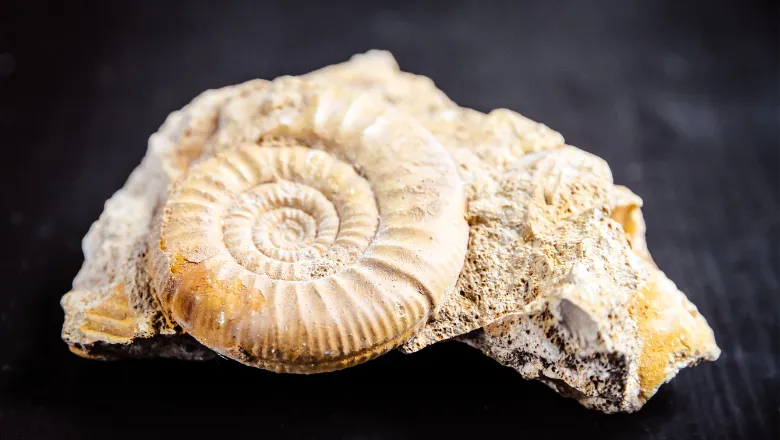 Ammonite EHN