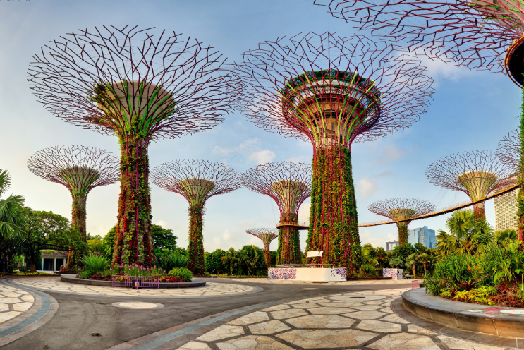 singapore trees