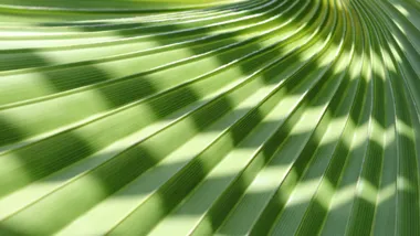 palm leaf abstract 780x440 (shutterstock)