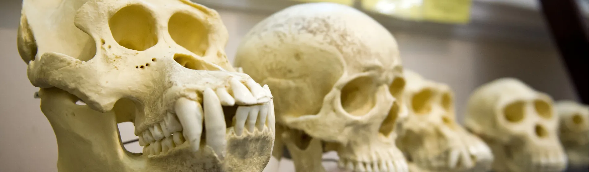 skulls showing human evolution carousel (shutterstock)