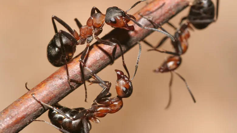 worker ants showing instinct 780x440 (shutterstock)