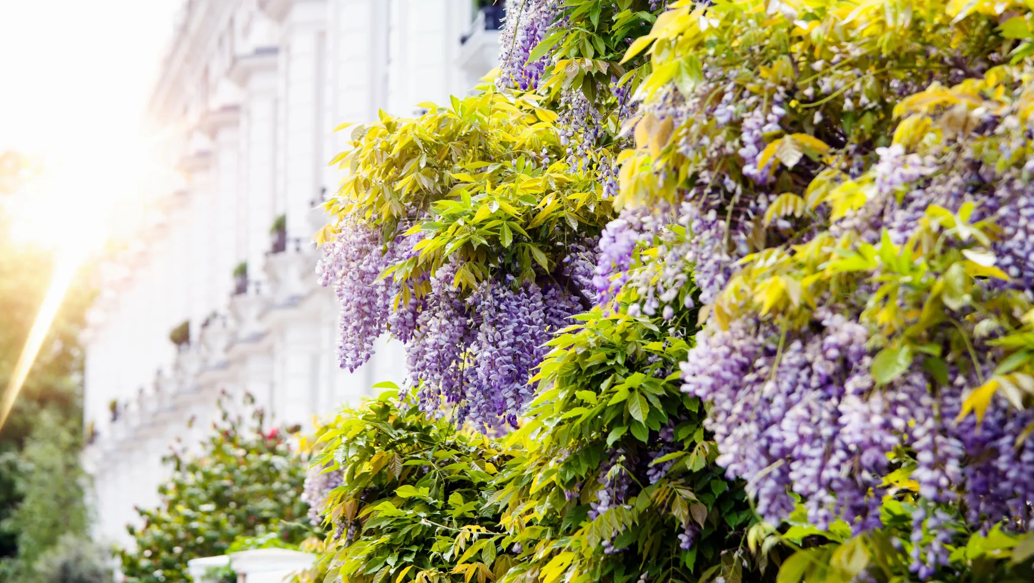 Wisteria