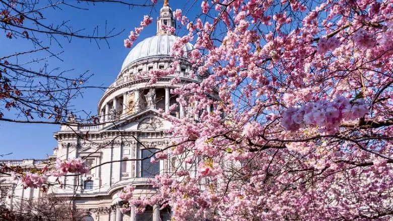 London cherry blossom 780 x 440