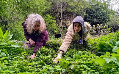 Alumni volunteers at the Bethnal Green Nature Reserve got to grips with weeding