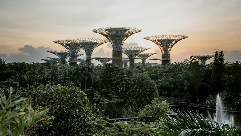 An imagery of a park in Singapore filled with green foliage