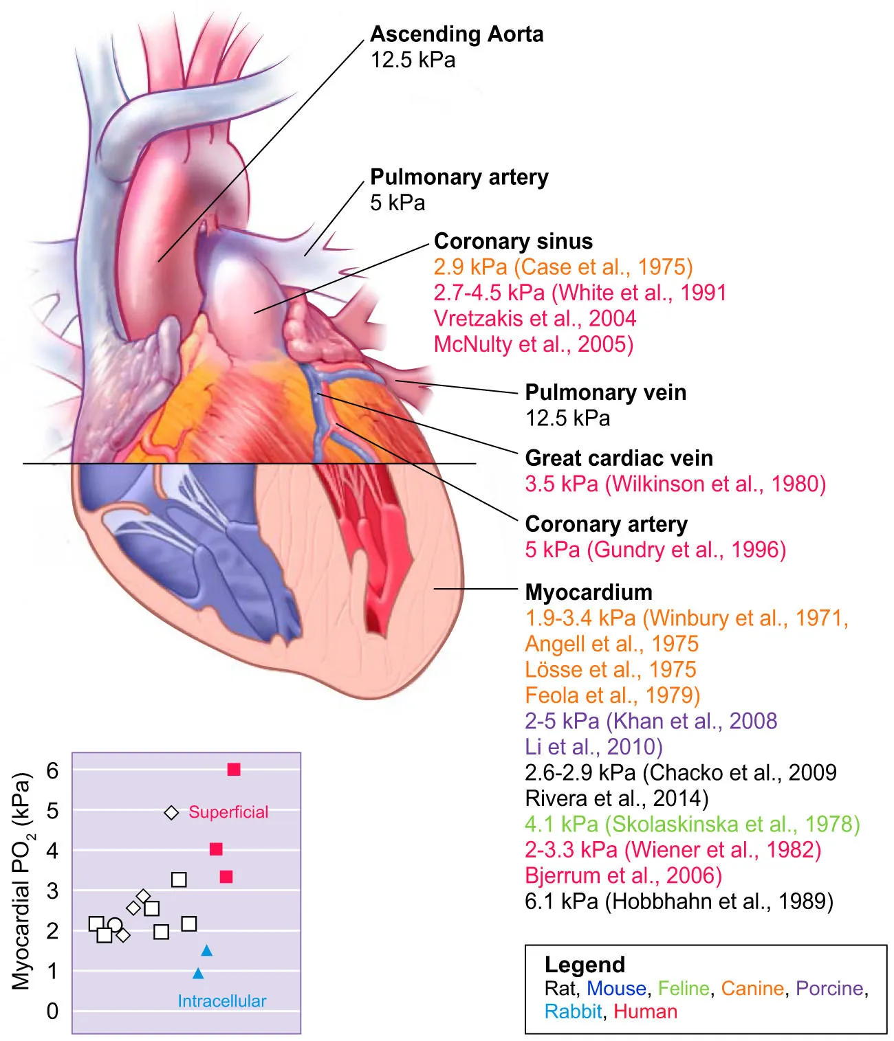 Heart-Oxygen