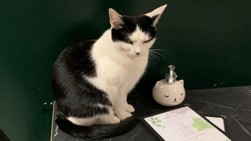 A black and white cat sits on a table, accompanied by a cup and a piece of paper, showcasing a cozy atmosphere.