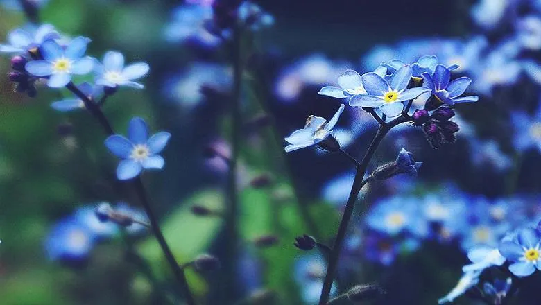 blue flowers