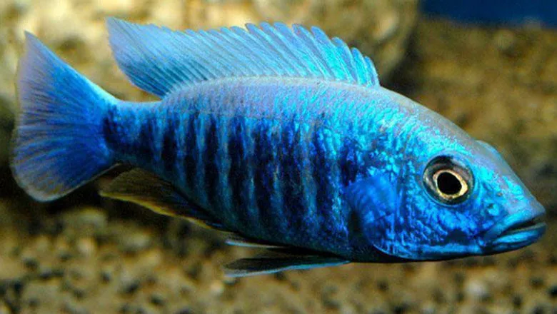 Cichlid Fish