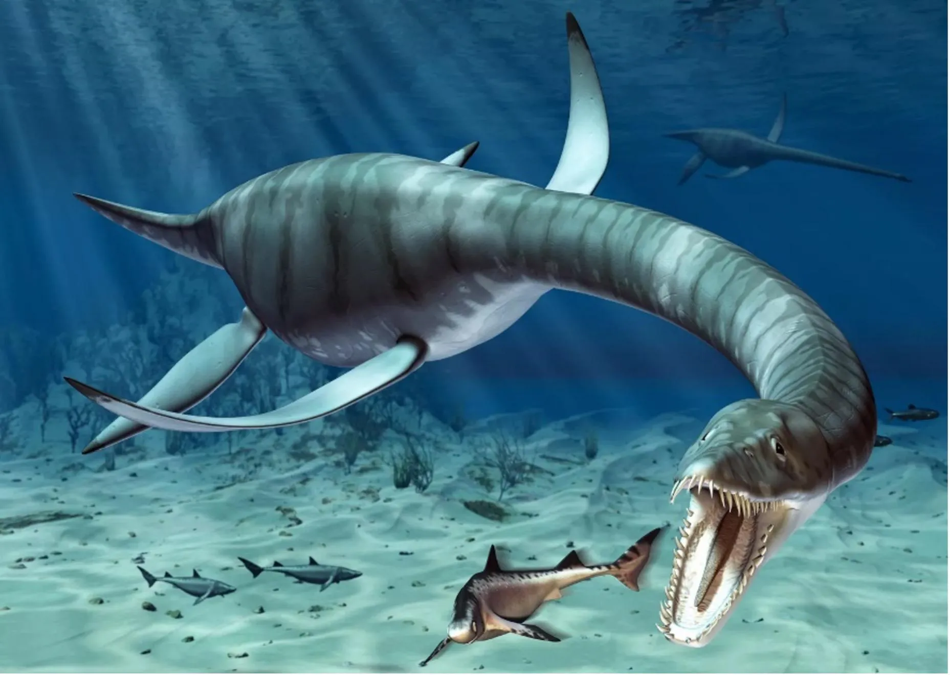 A plesiosaur