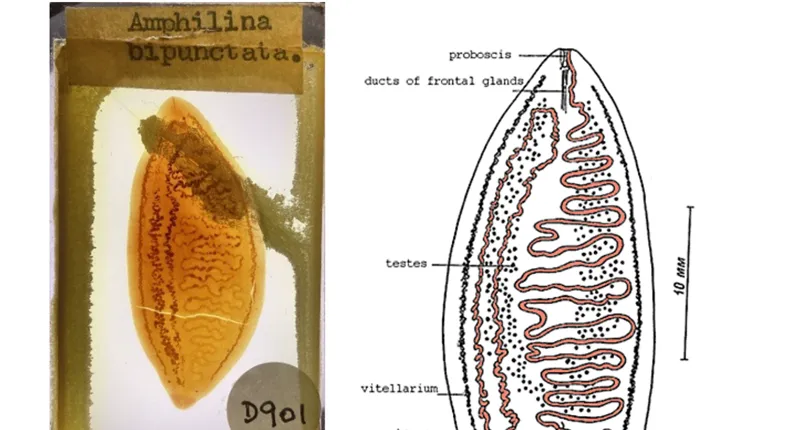 Amphilina bipunctata