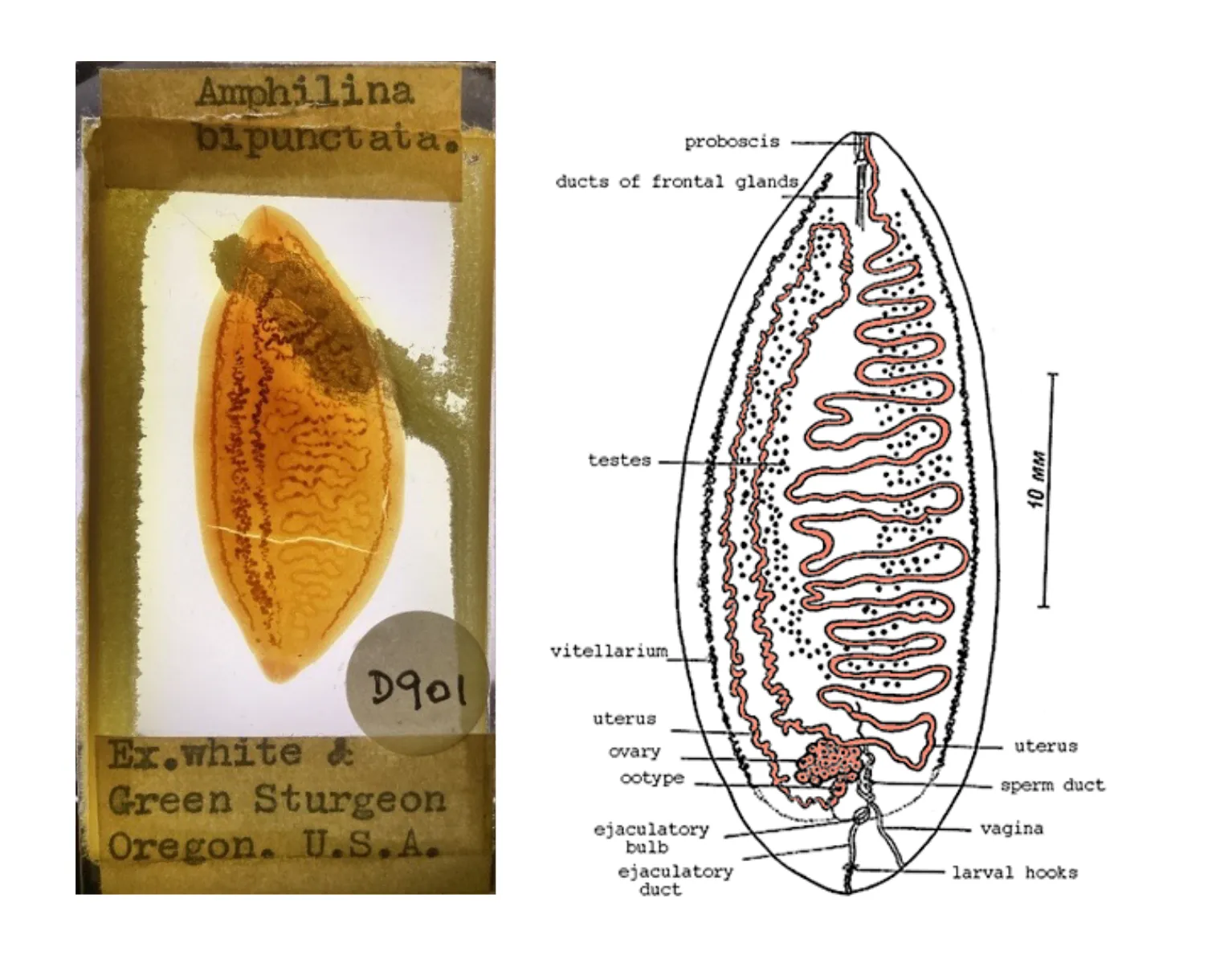 Amphilina bipunctata