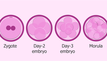 Reproduction, pregnancy, and early development RIG