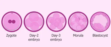 Trophoblast and human embryo lab - King's College London