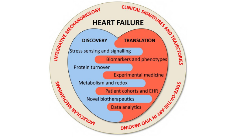 British Heart Foundation Centre of Research Excellence | School of ...