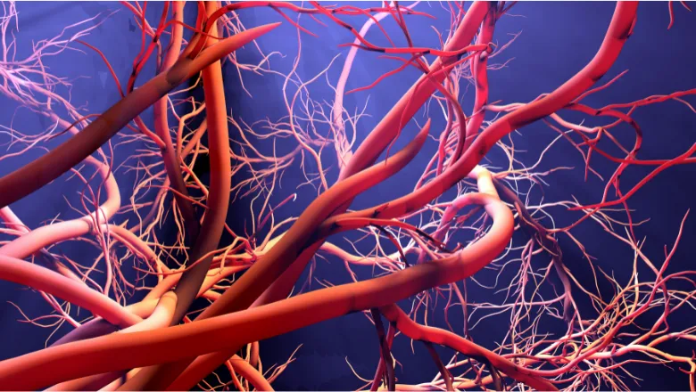 Blood vessels