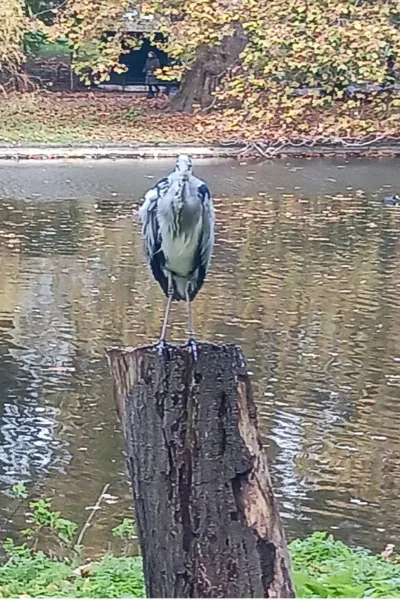 Grey heron 2