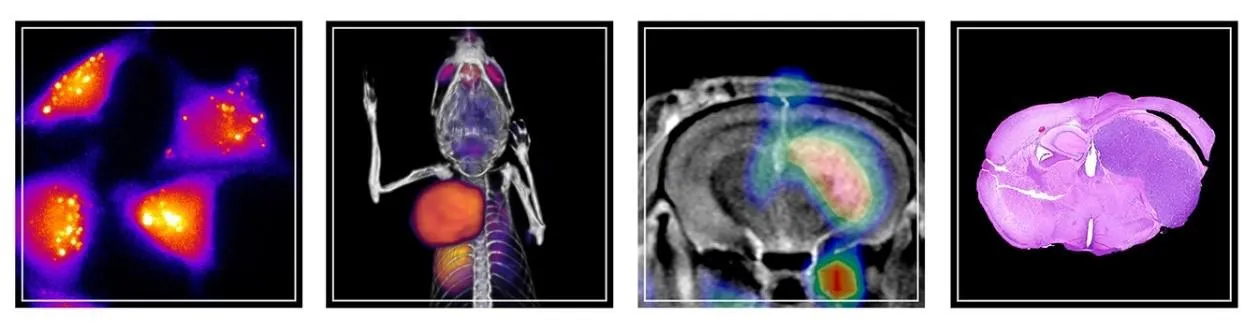 Imaging research at the Witney Lab