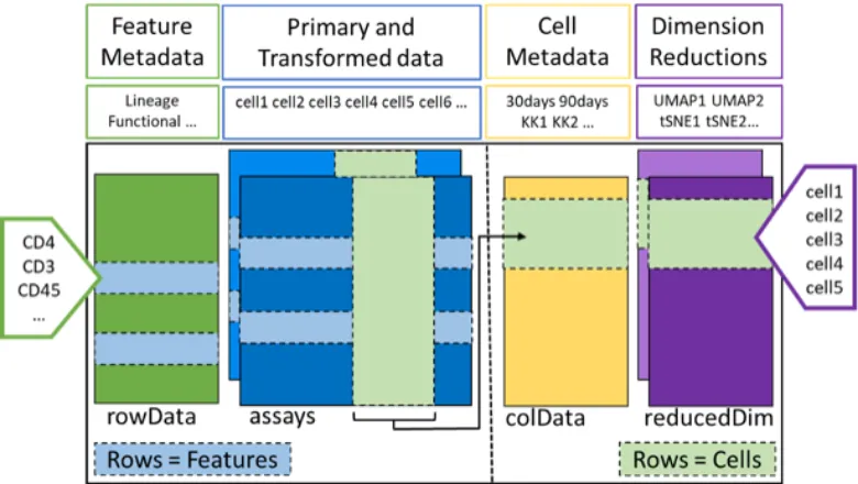 ImmunoCluster