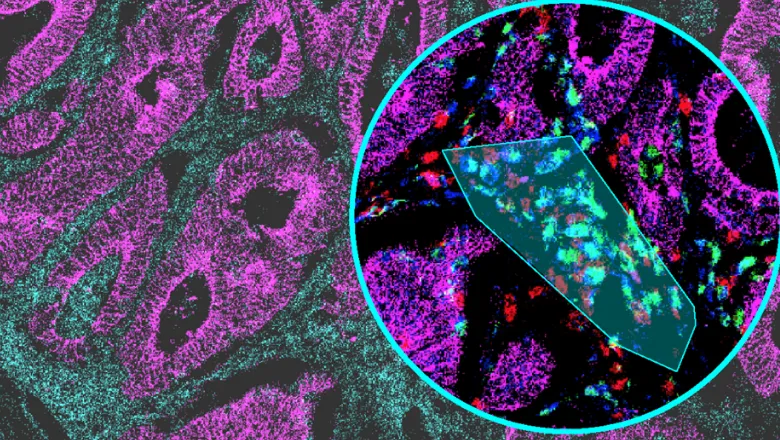 multiplexed tissue imaging data thumbnail