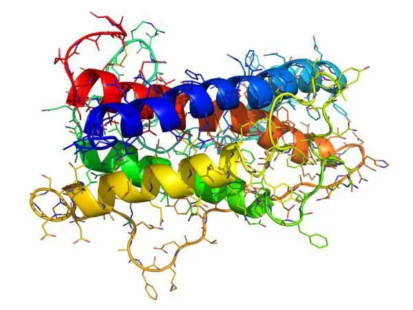 Protein and Peptide Hormones