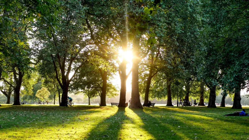 A tranquil park with tall trees casting long shadows on the grass, sunlight streaming through the branches, and people enjoying the serene atmosphere.