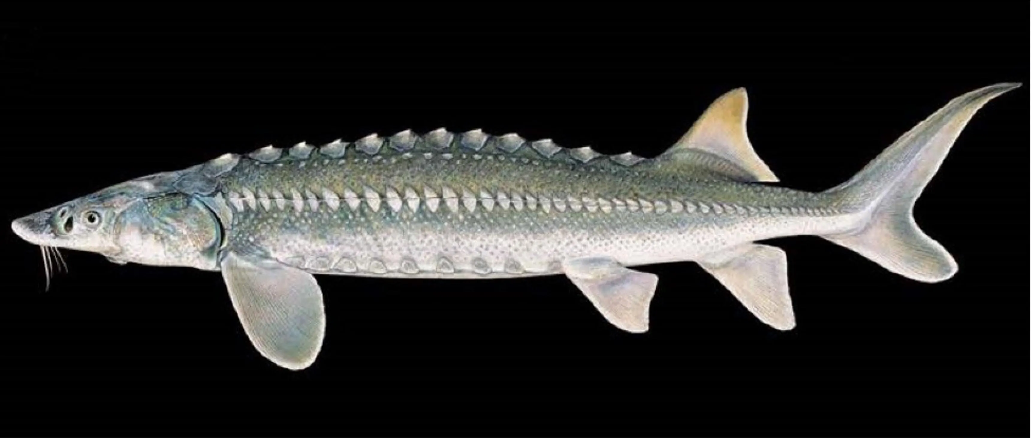 A White Sturgeon (Acipenser transmontanus) from North America