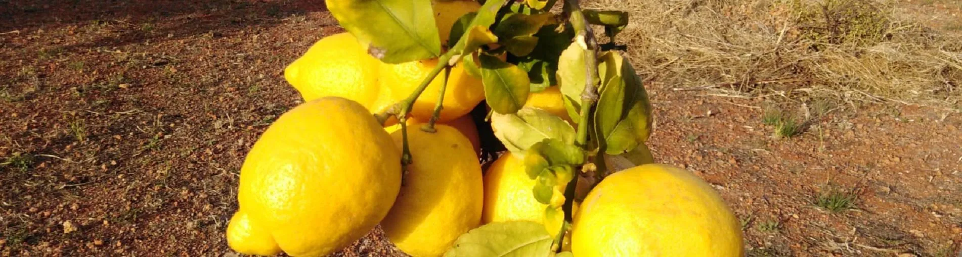 Petina, Maria’s mum, holding the fleshly picked lemons, ready to be put in a basket.