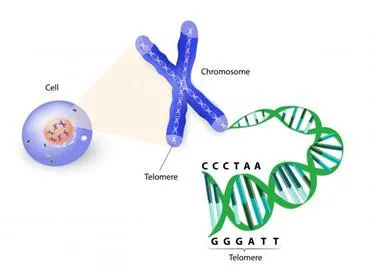 Vid schizophrenia telomeres blog 1.png