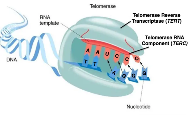 Vid schizophrenia telomeres blog 2