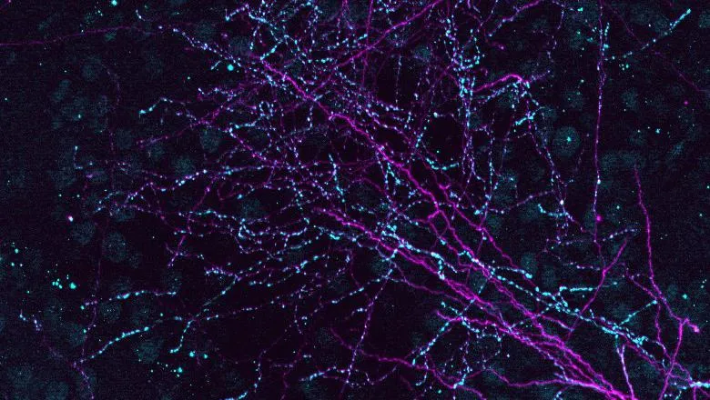 interneurons - neuroscience use only