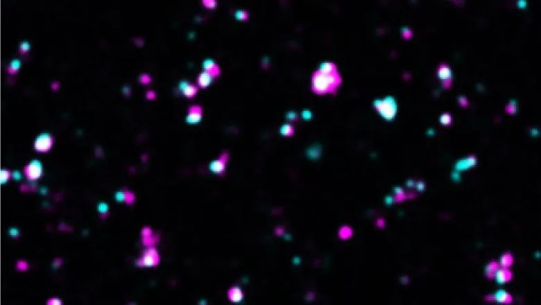 A confocal microscopy image illustrating isolated cortical synapses with the presynapses in magenta and the postsynapses in cyan