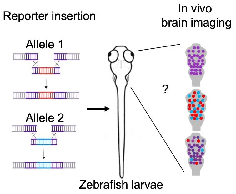 A diagram illustrating the planned experimental zebrafish models 