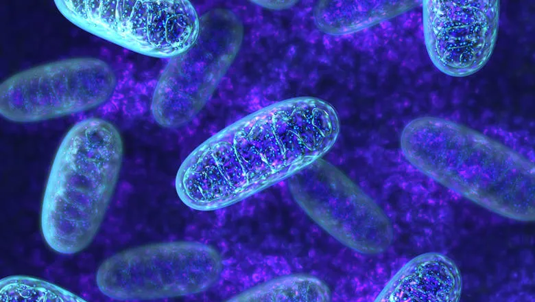 Mitochondria - microbiology stock photo iStock-521497656