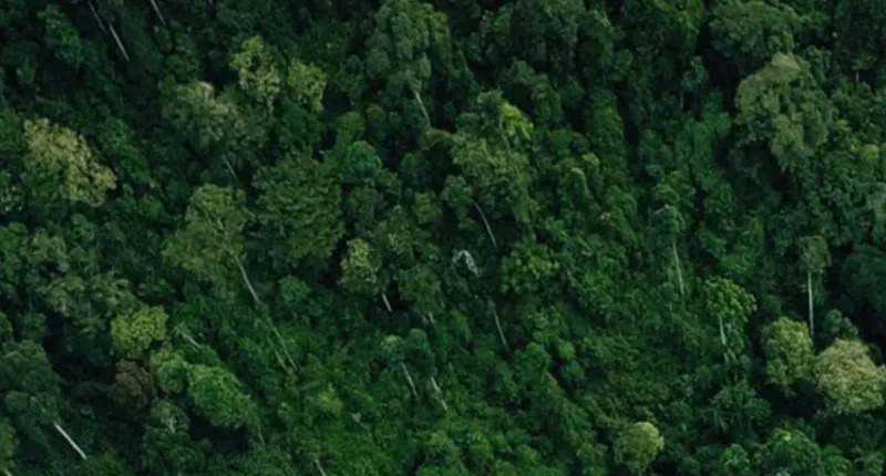 Aerial shot of trees