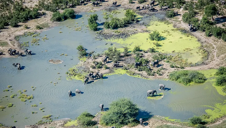 elephants at waterhole in Botswana