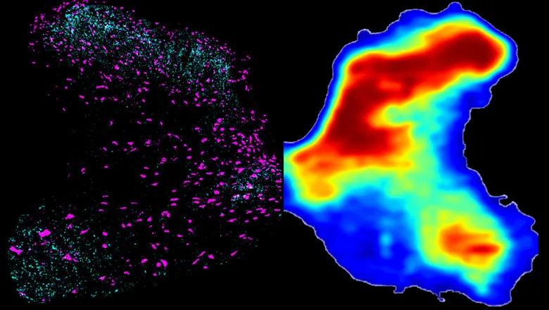 Growth of scar tissue after injury in rat spinal cord