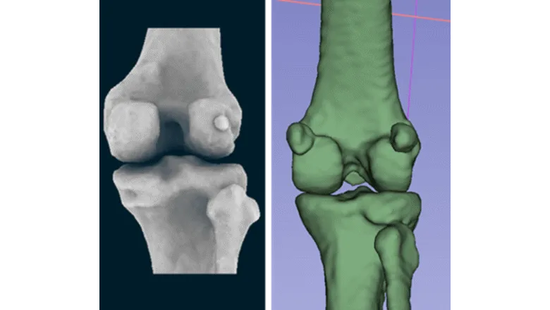 fabella bone on a human knee and a macaque knee